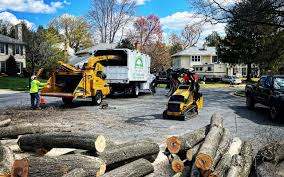 Professional Tree Removal in Evansburg, PA